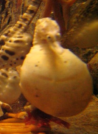 Pregnant seahorse
